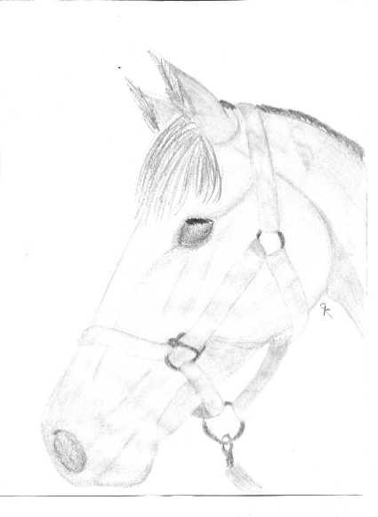 horseinhalterpencil.jpg