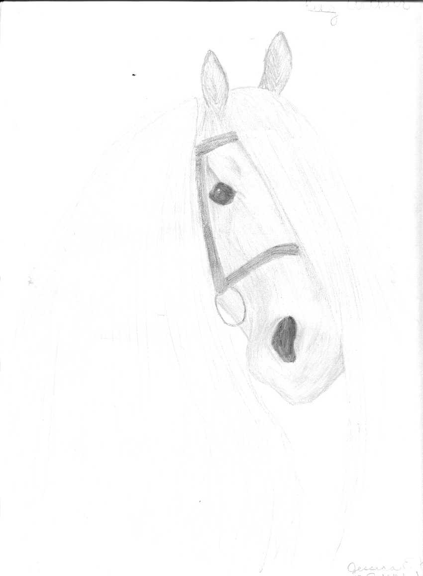 horseprofilepencil.jpg